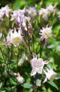 Aquilegia, also known as columbine and Grannys bon