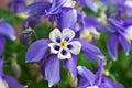Columbine Aquilegia Caerulea flower. Rocky Mountain Aquilegia