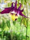 Columbine Aquilegia flower in macro view with deep purple colors Royalty Free Stock Photo