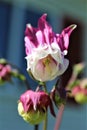 Columbine, Aquilegia, Granny`s Bonnet in bloom