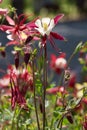 Columbine, Aquilegia red and white flowers, sunlight