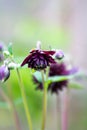 Columbine Aquilegia Vulgaris, Black Barlow, flower Royalty Free Stock Photo