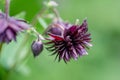 Columbine Aquilegia Vulgaris, Black Barlow, flower