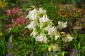 Columbine, aquilegia vulgaris