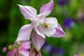 Columbine bloom lavender color in garden Bokeh Royalty Free Stock Photo
