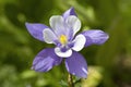 Columbine Colorado State Flower Royalty Free Stock Photo