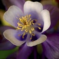 Columbine Flower