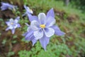 Columbine Flower in the rain Royalty Free Stock Photo