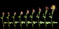 Columbine Flower Timelapse