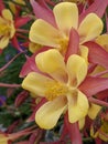 Columbine flowers closeup. Red and yellow color Royalty Free Stock Photo