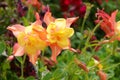 Columbine flowers