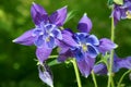 Columbine flowers