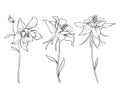 Columbine flowers. Set of outline flowers. Royalty Free Stock Photo