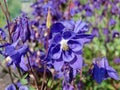 Columbine or grannys bonnet Royalty Free Stock Photo