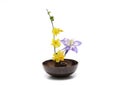 Columbine,Japanese jasmine and Daffodil arranged in a bowl isolated on a white background