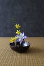 Columbine,Japanese jasmine and Daffodil arranged in a bowl in Japanese-style room