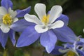 Columbine lilies in Colorado Rocky Mountains Royalty Free Stock Photo