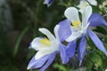 Columbine lilies in Colorado Rocky Mountains Royalty Free Stock Photo