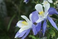 Columbine lilies in Colorado Rocky Mountains