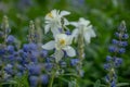 Columbine and Lupine bloom in the Grand Teton wilderness