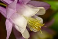 Columbine macro shot on green