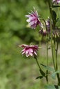 Columbine Nora Barlow Royalty Free Stock Photo