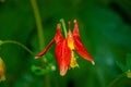 Columbine Royalty Free Stock Photo