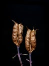 Seed capsules from columbine plant on black