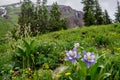 Columbine and Wildflowers in Colorado Mountain Basin Royalty Free Stock Photo