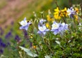 Columbine Wildflowers Colorado State Flower Royalty Free Stock Photo