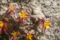 Columbine Wildflowers