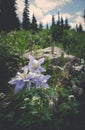 Columbines Royalty Free Stock Photo