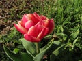 Columbus tulip, a double flowered specimen like a peony rose Royalty Free Stock Photo