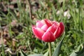 Columbus tulip, pink with white edges Royalty Free Stock Photo