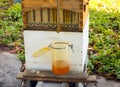 harvesting honey from an automatic bee hive at an apiary in the west indies