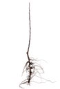 Column-apple sapling Royalty Free Stock Photo