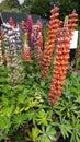 A Column Of Colourful Splendour