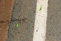 Column of legionary ants crosses the paved road