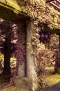 Column overgrown with ivy. Full spectrum abstract vision Royalty Free Stock Photo