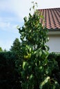 Column pear `Obelisk` optically captivates with its appealing growth form, the decorative foliage and the plump fruits.Germany