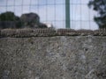 column of pine processionary caterpillars on wall. close up of L Royalty Free Stock Photo