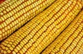 Column of raw corn cob Royalty Free Stock Photo