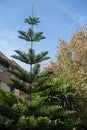 Columnar araucaria araucaria columnaris