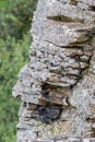 Columnar basalt at Hungary Royalty Free Stock Photo