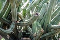 Columnar cacti close-up Columnar cacti in a garden close-up