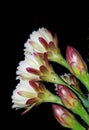 Cactus flower at night