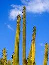 Columnar cactus isolated on blue sky Royalty Free Stock Photo