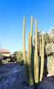 Columnar Cereus Cacti and Agave Succulents in Xeriscaping