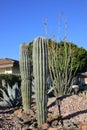 Columnar Cereus Cacti at City Street Corner in Phoenix, AZ
