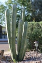 Columnar Cereus Cacti at City Street Corner, backlit, shallow DOF